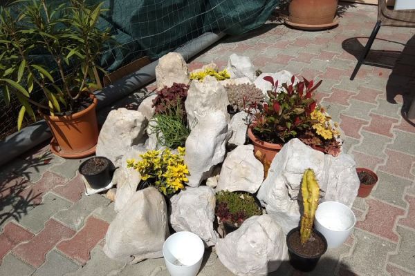 tulipan-kert-103CA13A3FE-927A-1F60-9653-DDD4B0AABDF6.jpg