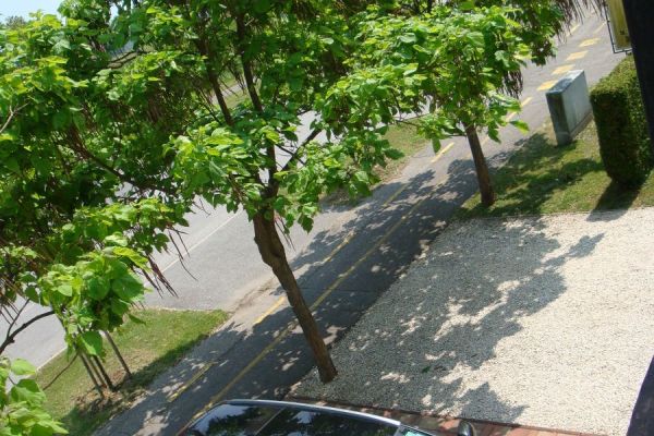 yellow-kert-1090492B93C-557F-4FDA-4034-373E8890D8F9.jpg